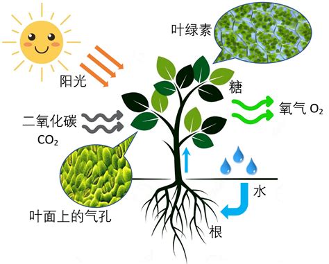 不能行光合作用的植物